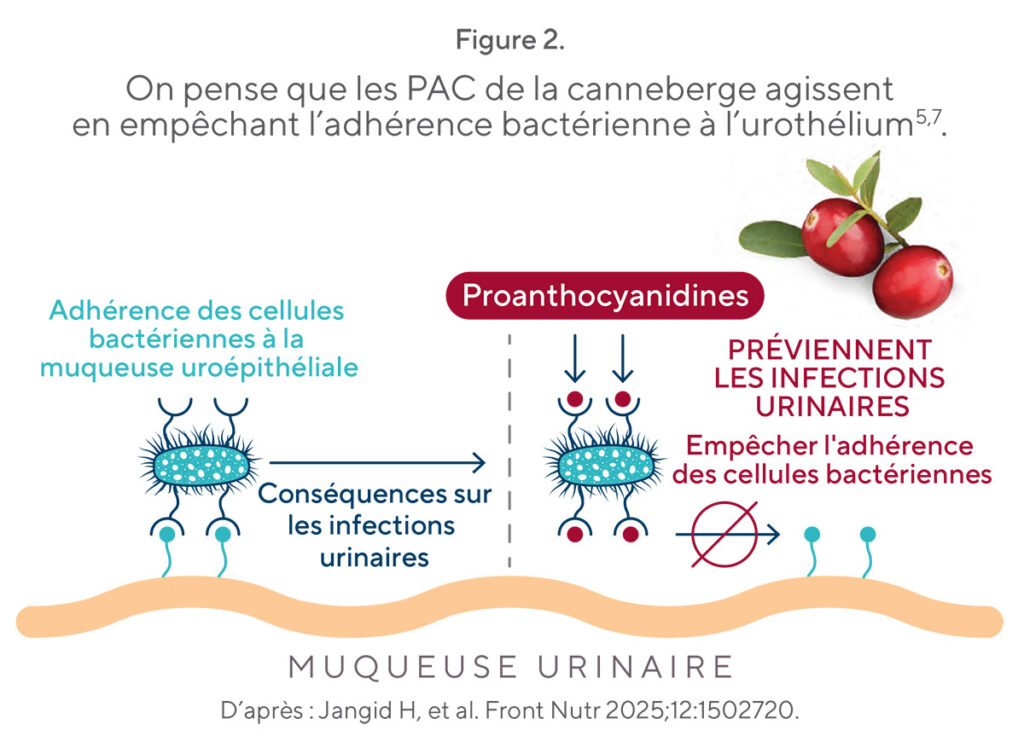 infection-urinaires-canneberge-PAC