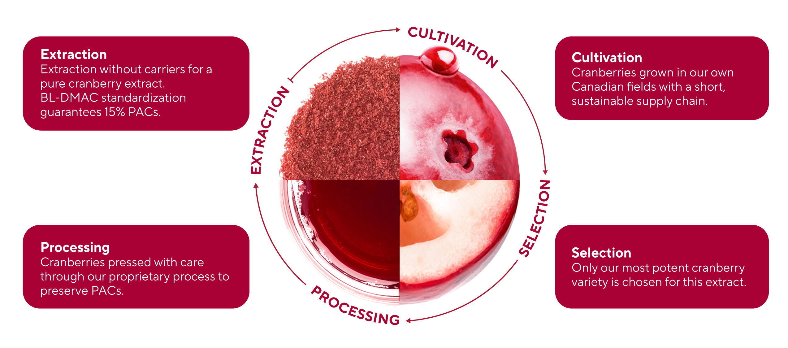 From Field to Extract Fruit d'Or cranberry extract