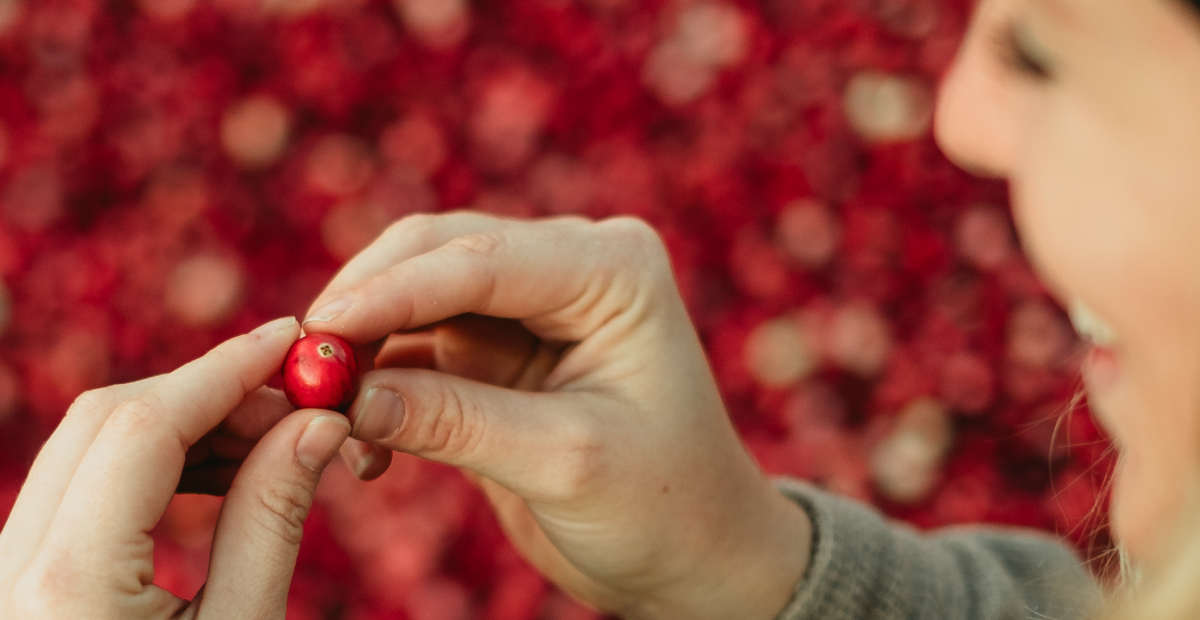 Cran d'Or Pristine XV - Cranberry extract. Built from the source.